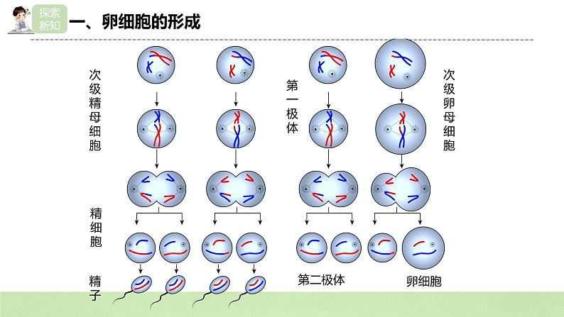 【核心素养】人教版高中生物必修二2.1.2《减数分裂与受精作用》课件PPT+教案+练习08