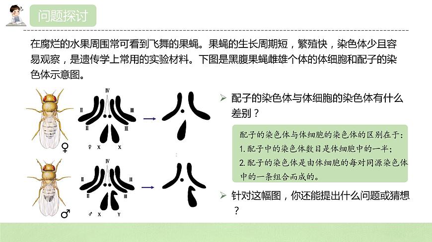 2019人教版高中生物必修二2.1.1《減數(shù)分裂與受精作用》課件第5頁(yè)
