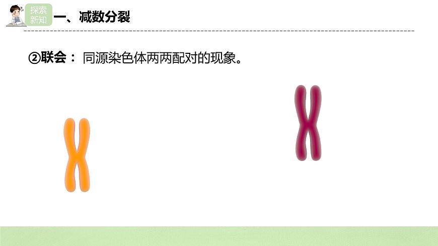 2019人教版高中生物必修二2.1.1《減數(shù)分裂與受精作用》課件第8頁(yè)