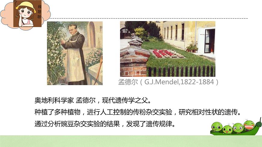 2019人教版高中生物必修二1.1.1《孟德爾的豌豆雜交實(shí)驗(yàn)（一）》課件第5頁(yè)