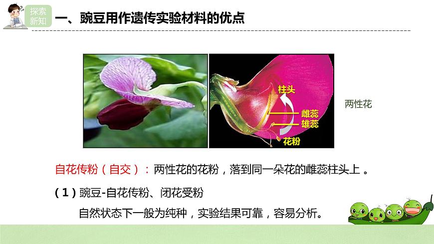 2019人教版高中生物必修二1.1.1《孟德爾的豌豆雜交實(shí)驗(yàn)（一）》課件第6頁(yè)