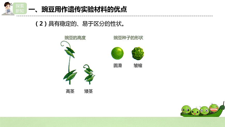 2019人教版高中生物必修二1.1.1《孟德爾的豌豆雜交實(shí)驗(yàn)（一）》課件第7頁(yè)