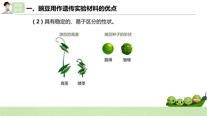 【核心素养】人教版高中生物必修二1.1.1《孟德尔的豌豆杂交实验（一）》课件PPT+教案+练习07