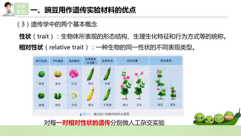 【核心素养】人教版高中生物必修二1.1.1《孟德尔的豌豆杂交实验（一）》课件PPT+教案+练习08