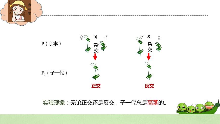 2019人教版高中生物必修二1.1.2《孟德爾的豌豆雜交實驗（一）》課件第3頁