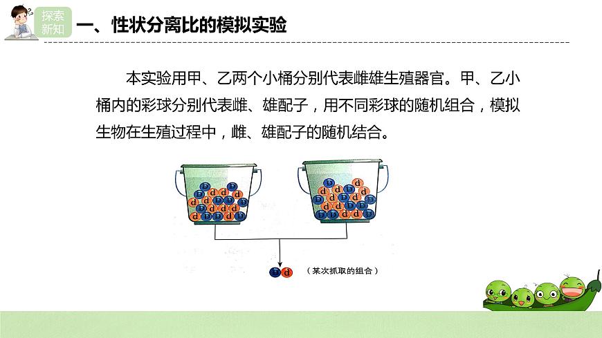 2019人教版高中生物必修二1.1.2《孟德爾的豌豆雜交實驗（一）》課件第6頁