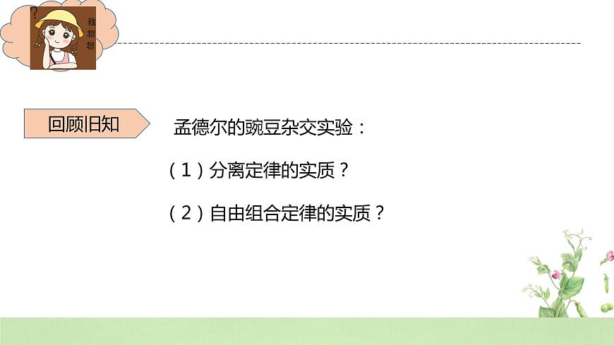 2019人教版高中生物必修二1.2.2《孟德爾的豌豆雜交實(shí)驗(yàn)（二）》課件第3頁
