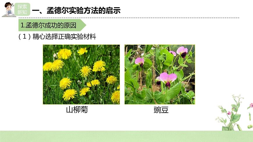 2019人教版高中生物必修二1.2.2《孟德爾的豌豆雜交實(shí)驗(yàn)（二）》課件第5頁