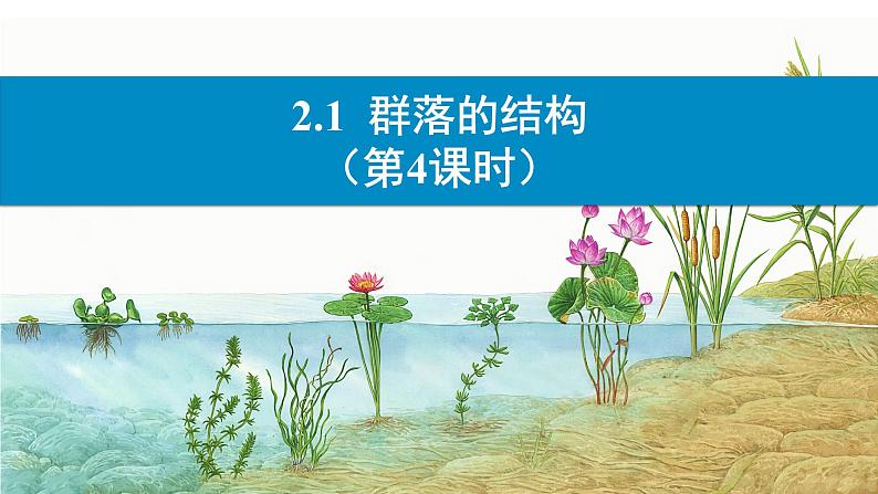 2.1群落的结构(第4课时)课件2022-2023学年高二上学期生物人教版选择性必修201