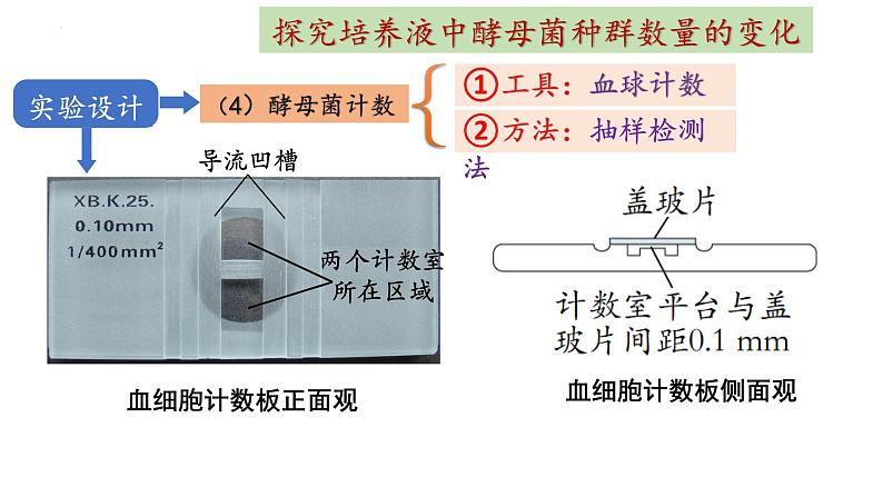 1.2种群数量的变化第2课时课件2022-2023学年高二上学期生物人教版选择性必修2第6页