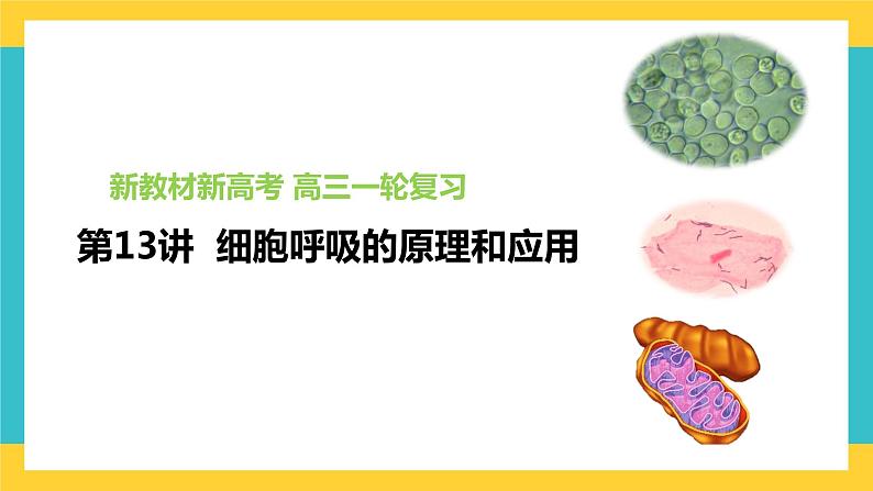 【高考一轮专题复习】高考生物专题复习——第13讲《细胞呼吸的原理和应用》复习课件(全国通用)第1页