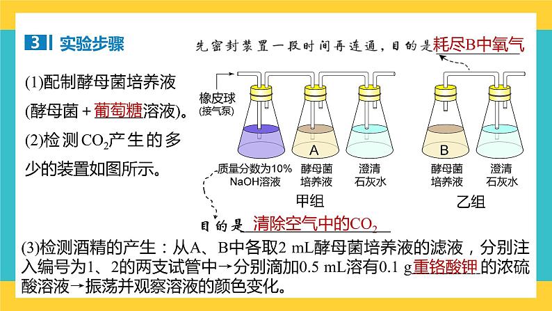 【高考一轮专题复习】高考生物专题复习——第13讲《细胞呼吸的原理和应用》复习课件(全国通用)第8页