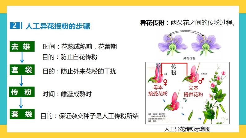 【高考一轮专题复习】高考生物专题复习——第20讲《分离定律的发现》复习课件（全国通用）06