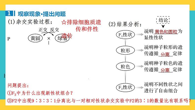 【高考一轮专题复习】高考生物专题复习——第21讲《自由组合定律的发现及应用》复习课件(全国通用)第4页