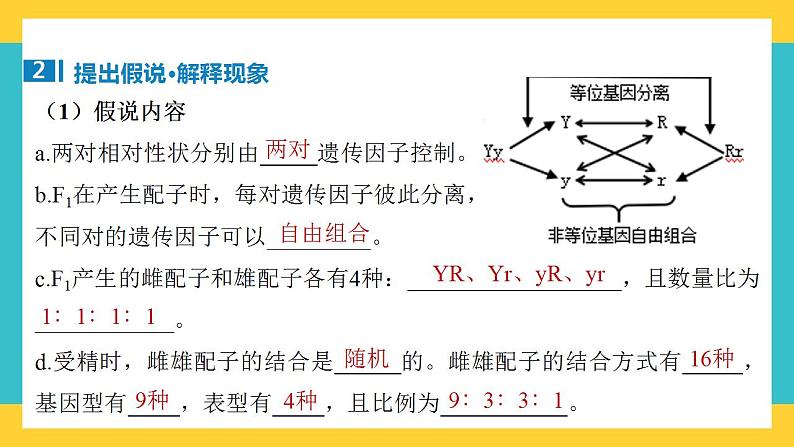【高考一轮专题复习】高考生物专题复习——第21讲《自由组合定律的发现及应用》复习课件(全国通用)第5页