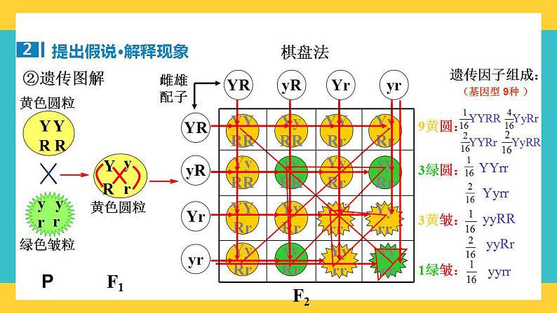 【高考一轮专题复习】高考生物专题复习——第21讲《自由组合定律的发现及应用》复习课件(全国通用)第6页
