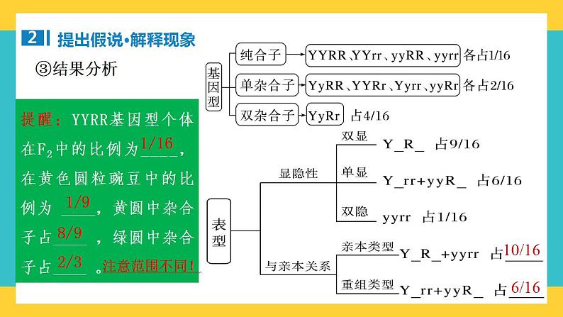 【高考一轮专题复习】高考生物专题复习——第21讲《自由组合定律的发现及应用》复习课件(全国通用)第7页