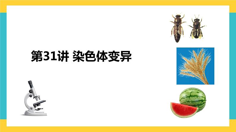 【高考一轮专题复习】高考生物专题复习——第31讲《染色体变异》复习课件(全国通用)第1页