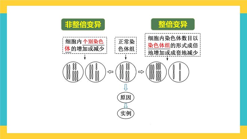 【高考一轮专题复习】高考生物专题复习——第31讲《染色体变异》复习课件(全国通用)第6页