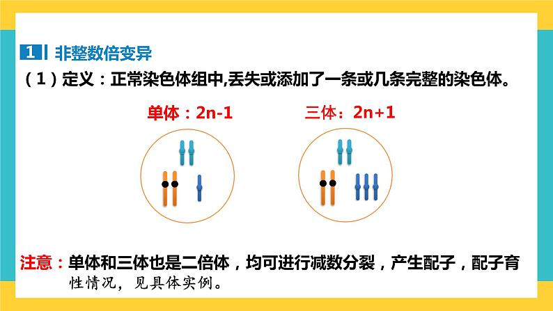 【高考一轮专题复习】高考生物专题复习——第31讲《染色体变异》复习课件(全国通用)第7页