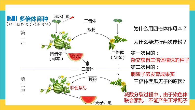【高考一轮专题复习】高考生物专题复习——第32讲《生物变异在育种上的应用》复习课件(全国通用)第8页