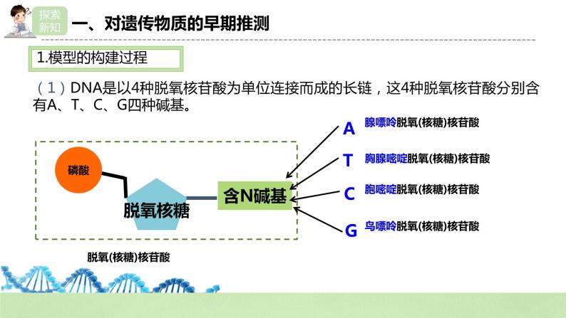 【核心素养】人教版高中生物必修二3.2《DNA的结构》课件PPT+教案+练习05