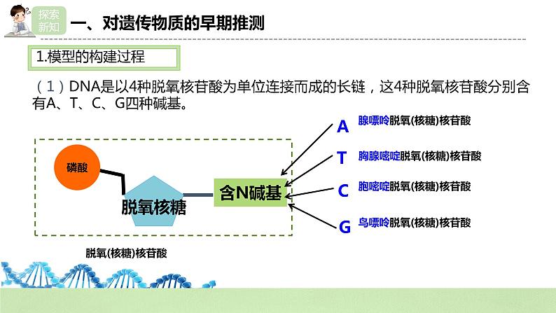 【核心素养】人教版高中生物必修二3.2《DNA的结构》课件PPT+教案+练习05