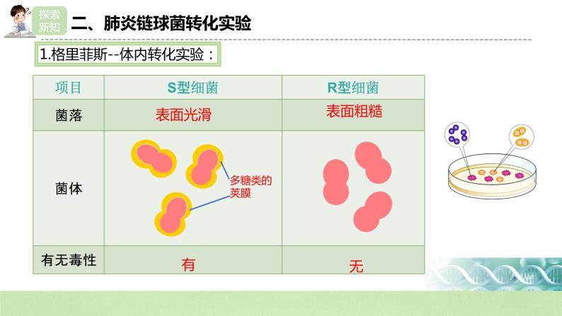 【核心素养】人教版高中生物必修二3.1《DNA是主要的遗传物质》课件PPT+教案+练习06