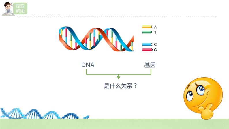【核心素养】人教版高中生物必修二3.4《基因通常是有遗传效应的DNA片段》课件PPT+教案+练习05