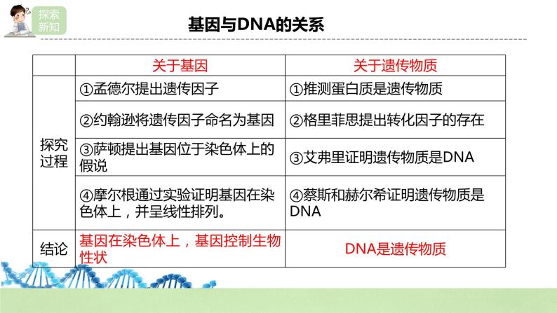 【核心素养】人教版高中生物必修二3.4《基因通常是有遗传效应的DNA片段》课件PPT+教案+练习06