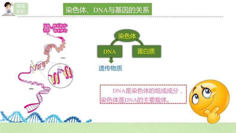 【核心素养】人教版高中生物必修二3.4《基因通常是有遗传效应的DNA片段》课件PPT+教案+练习07