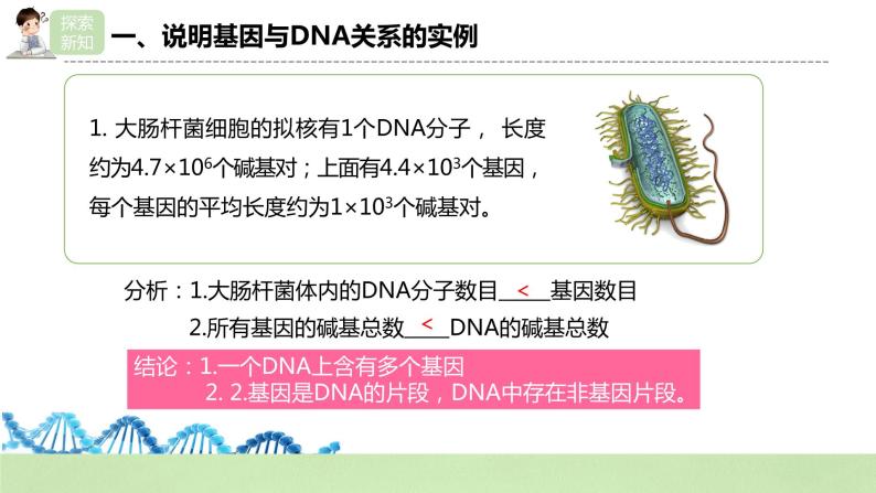 【核心素养】人教版高中生物必修二3.4《基因通常是有遗传效应的DNA片段》课件PPT+教案+练习08