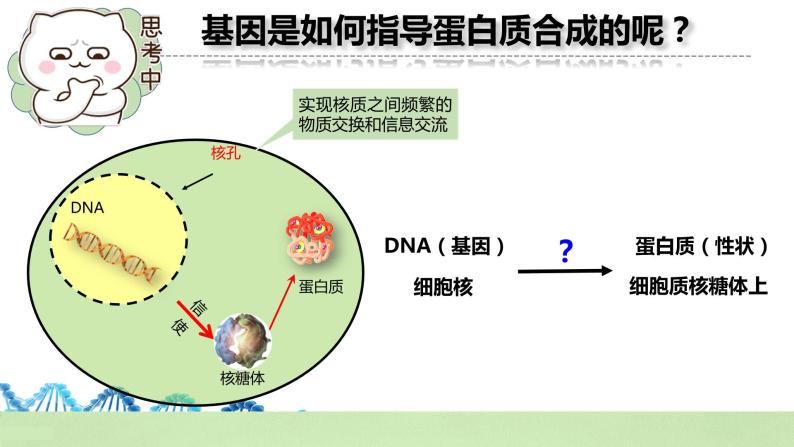 【核心素养】人教版高中生物必修二4.1《基因指导蛋白质的合成》课件PPT+教案+练习04