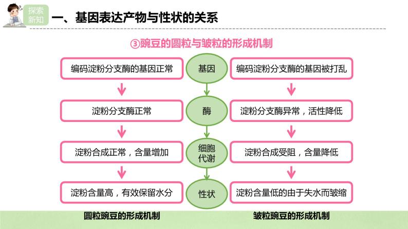 【核心素养】人教版高中生物必修二4.2《基因表达与性状的关系》课件PPT+教案+练习06