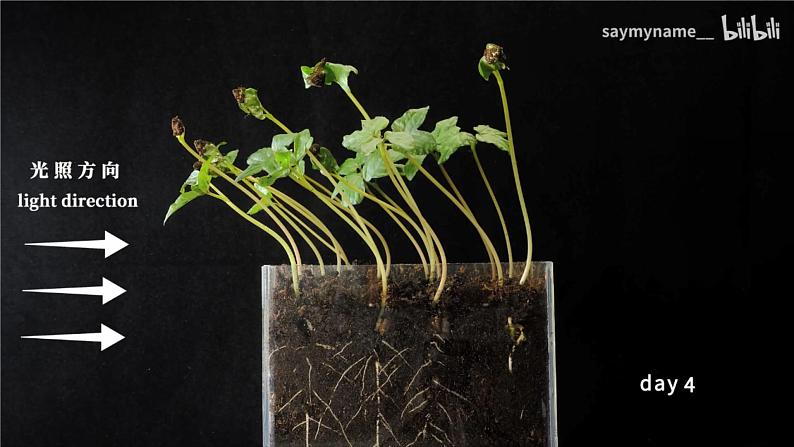 5.1 植物生长素(第一课时)课件第2页