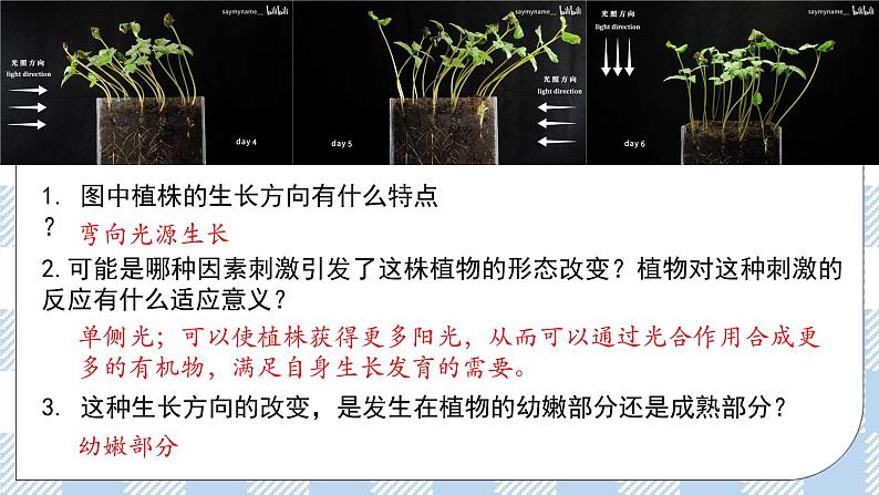 5.1 植物生长素(第一课时)课件第3页