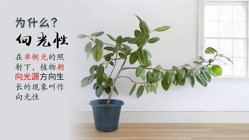 5.1 植物生长素(第一课时)课件第4页