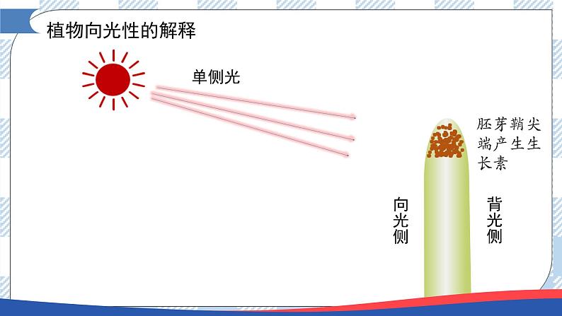 5.1 植物生长素(第二课时)课件第2页
