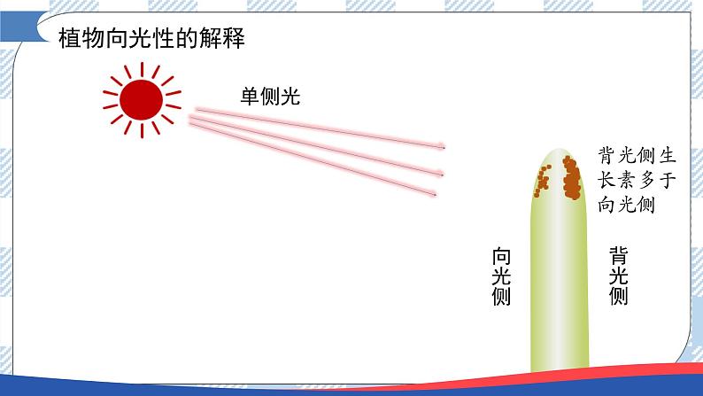 5.1 植物生长素(第二课时)课件第3页