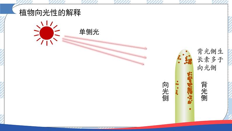 5.1 植物生长素(第二课时)课件第4页