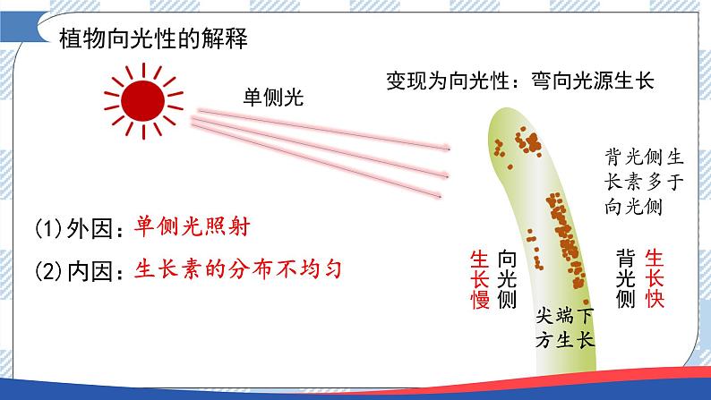 5.1 植物生长素(第二课时)课件第5页