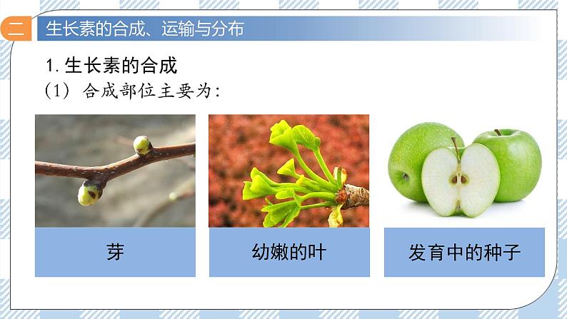 5.1 植物生长素(第二课时)课件第8页