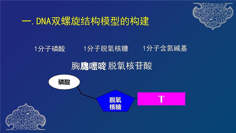 部编生物必修第2册(课件)8 DNA的结构05