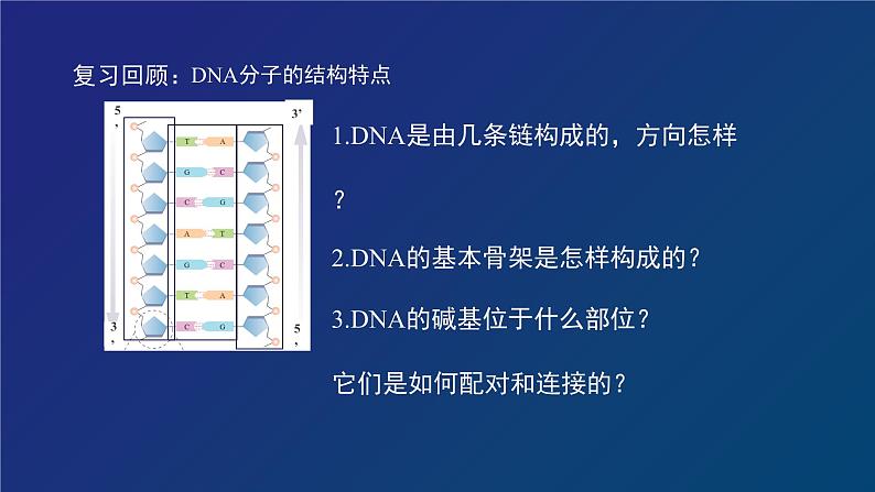 部编生物必修第2册(课件)9 DNA的复制第3页