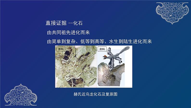 部编生物必修第2册(课件)22 生物的进化专题复习第4页