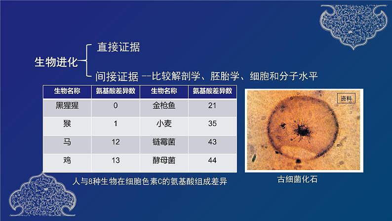 部编生物必修第2册(课件)22 生物的进化专题复习第5页