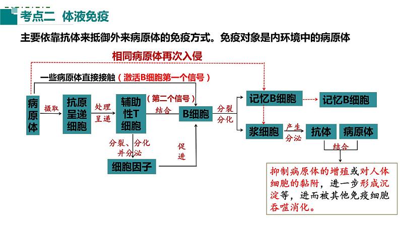 2023届高三生物一轮复习课件:第25讲 免疫调节(第二课时)04