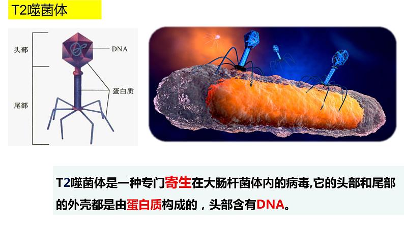 2023届高三生物一轮复习课件:走近细胞第6页