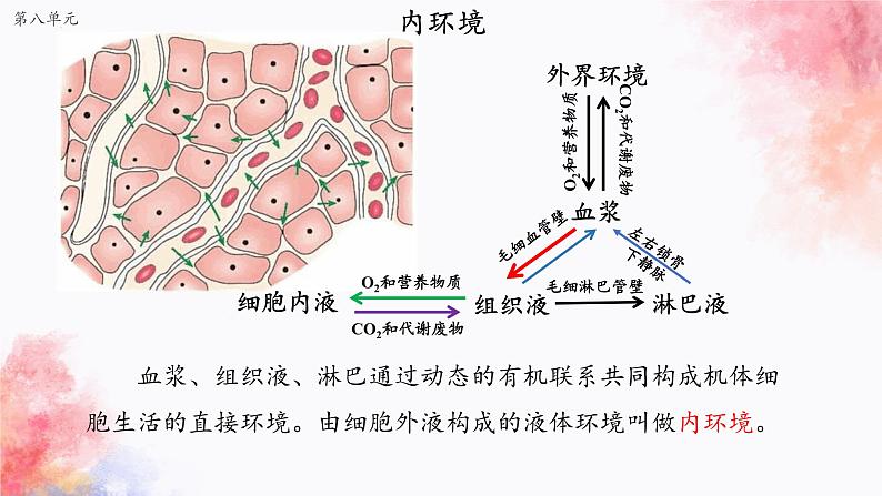 2023届高三一轮复习生物:动物和人体生命活动的调节(1)课件06