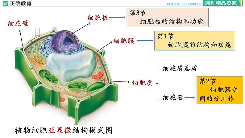 3.1 细胞膜的结构和功能(第一课时)课件PPT第3页